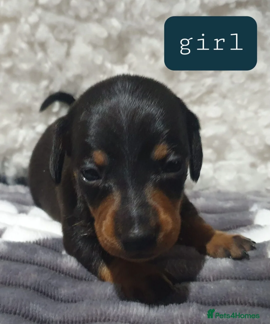 Dachshund dogs for sale: Dachshund - Advert 1