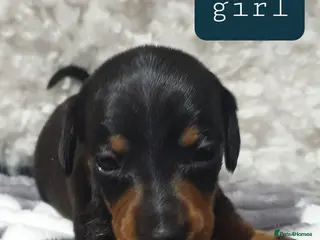 Dachshund dogs Dachshund - Advert 1