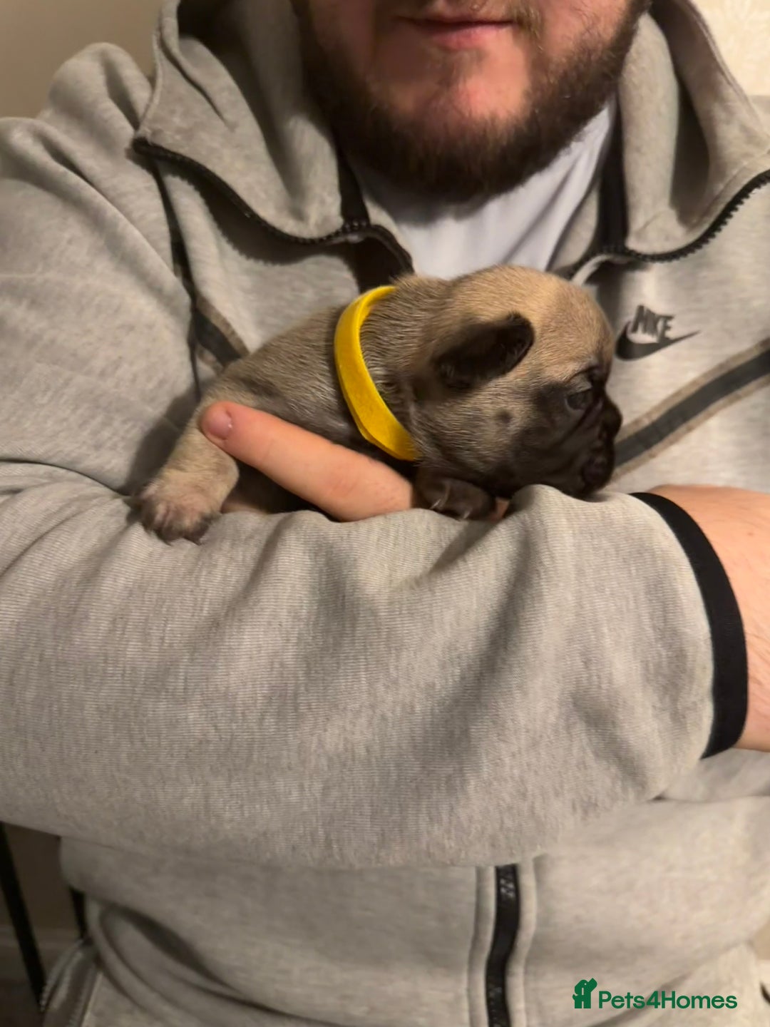 French Bulldog dogs for sale: Beautiful little Frenchie pups  - Advert 5