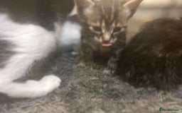 Mixed Breed cats for sale: Soft, Sweet, and Full of Fun…. - Advert 11