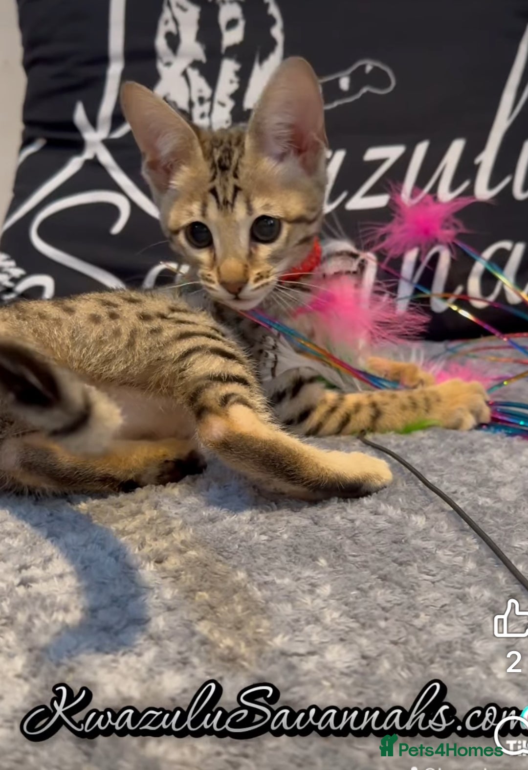 Savannah cats for sale: 12 Weeks Old 5*! -Exceptional Quality Tica Registr - Advert 33