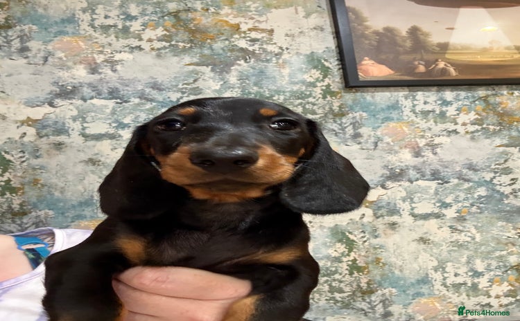 Miniature Dachshund dogs - Advert 7
