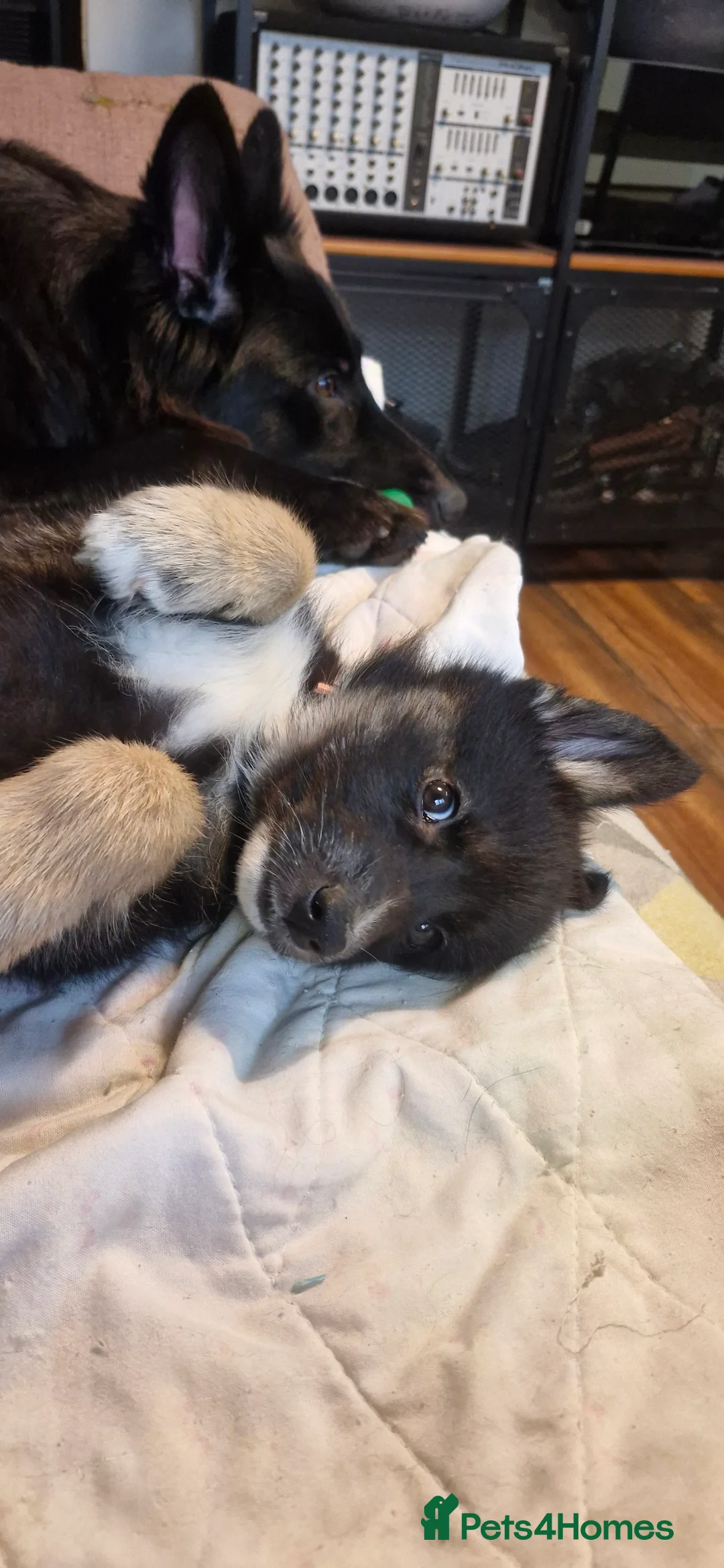 Mixed Breed dogs for sale: German sheperd Malamute  - Advert 3