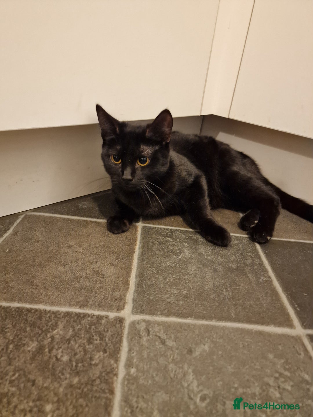 Mixed Breed cats for sale: 2 kittens 7 months old  - Advert 4