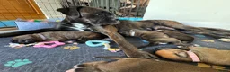 Boxer dogs for sale: KC Registered Boxer Puppies – Ready to Reserve - Advert 11