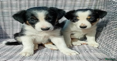Border Collie dogs - Advert 11
