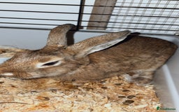 Dwarf Lop rabbits for sale: Dwarf lop - Image 5