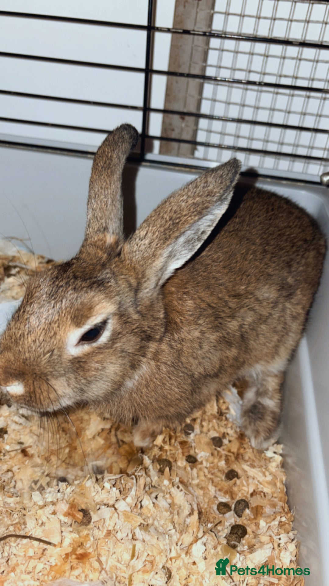 Dwarf Lop rabbits for sale: Dwarf lop - Image 5