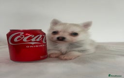 Pomsky dogs for sale: Honey I shrunk the Husky 😂 Genuine Toy size pomsk - Image 19