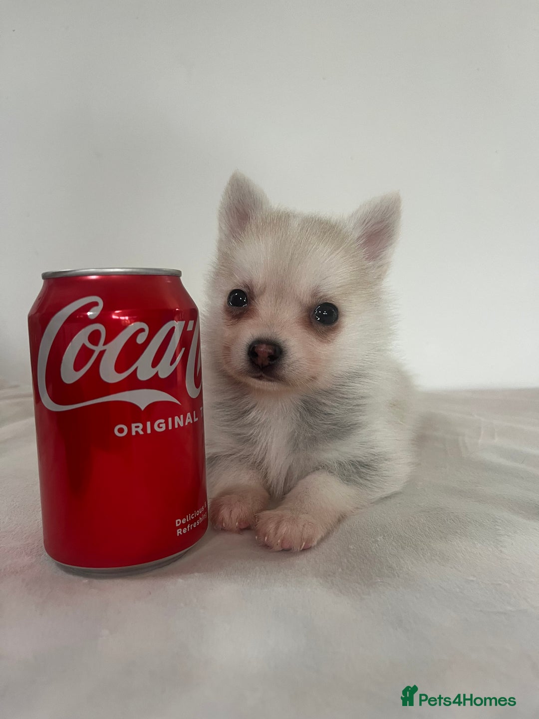 Pomsky dogs for sale: Honey I shrunk the Husky 😂 Genuine Toy size pomsk - Image 19