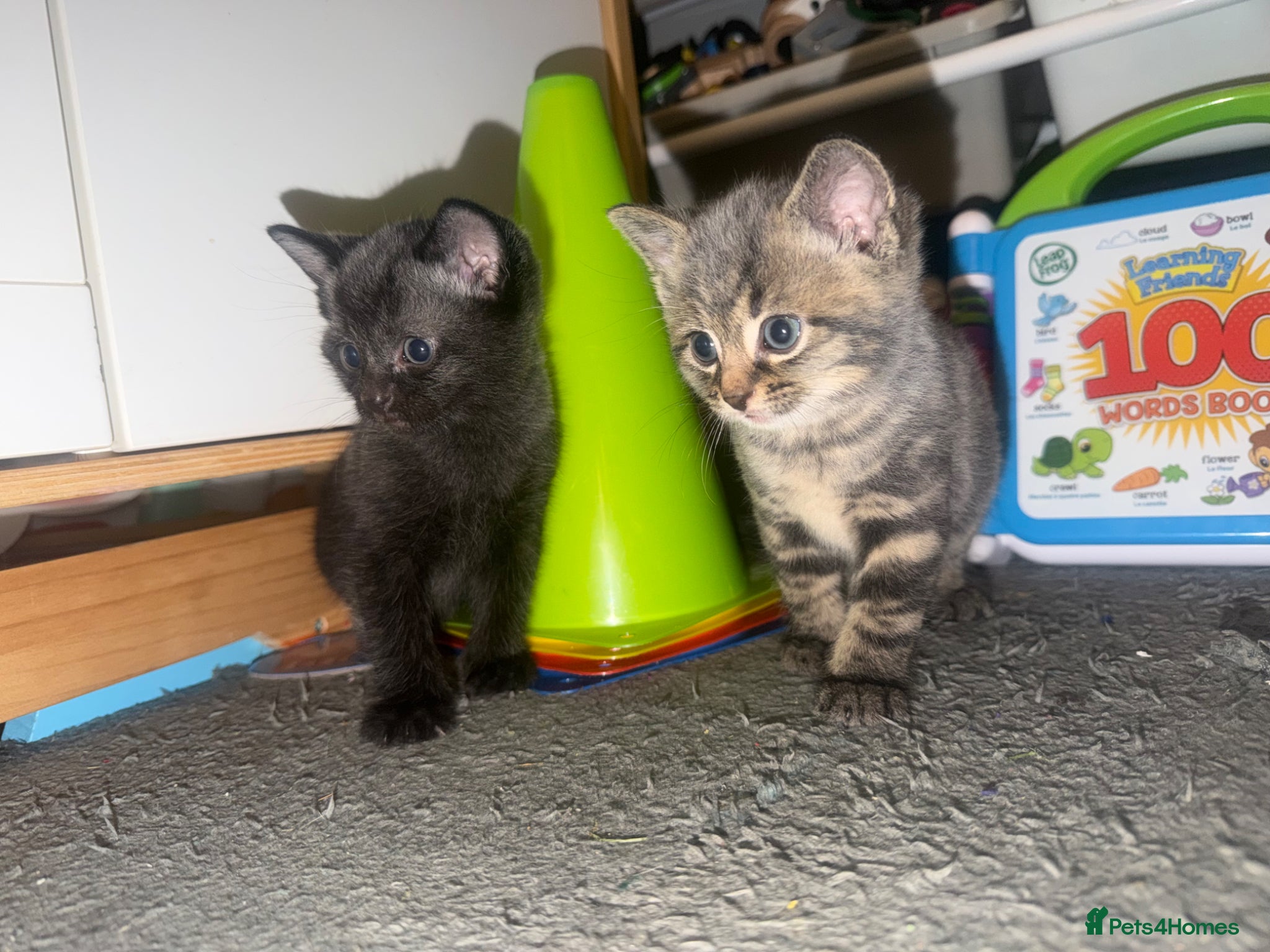 Bengal cats Bengal kittens 🩵 - Advert 5