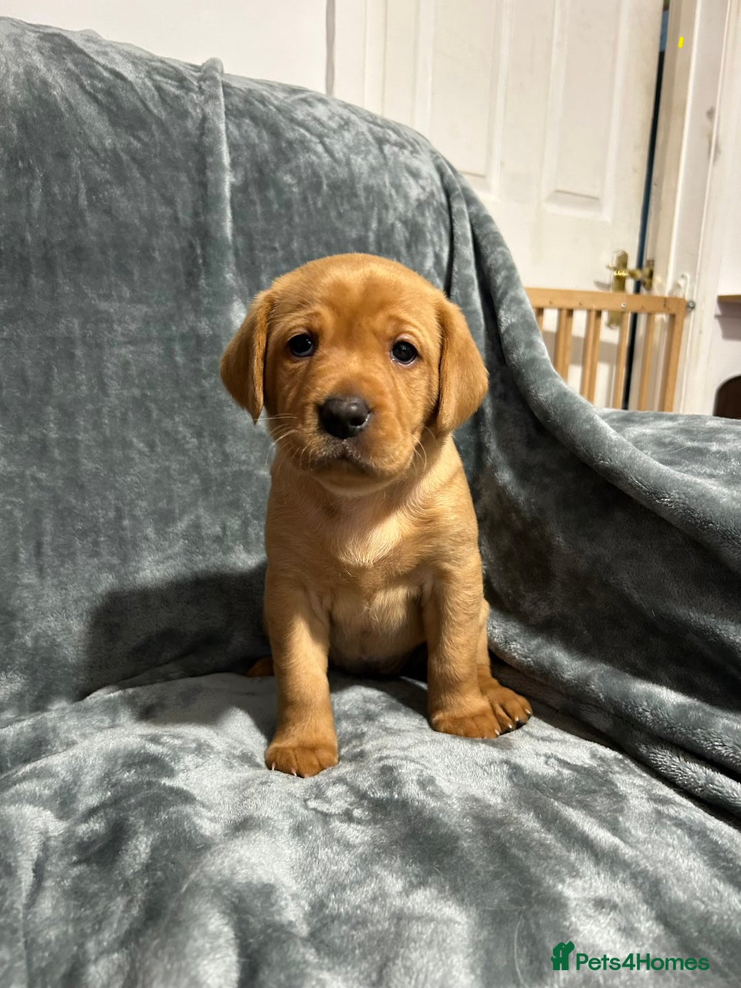 Labrador Retriever dogs for sale: 5 Pedigree KC Reg Fox Red Labs ready NYE  - Advert 8