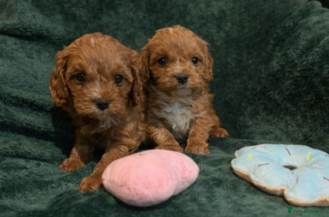 Cavapoo dogs for sale: Toy CAVAPOO Puppies - Advert 5