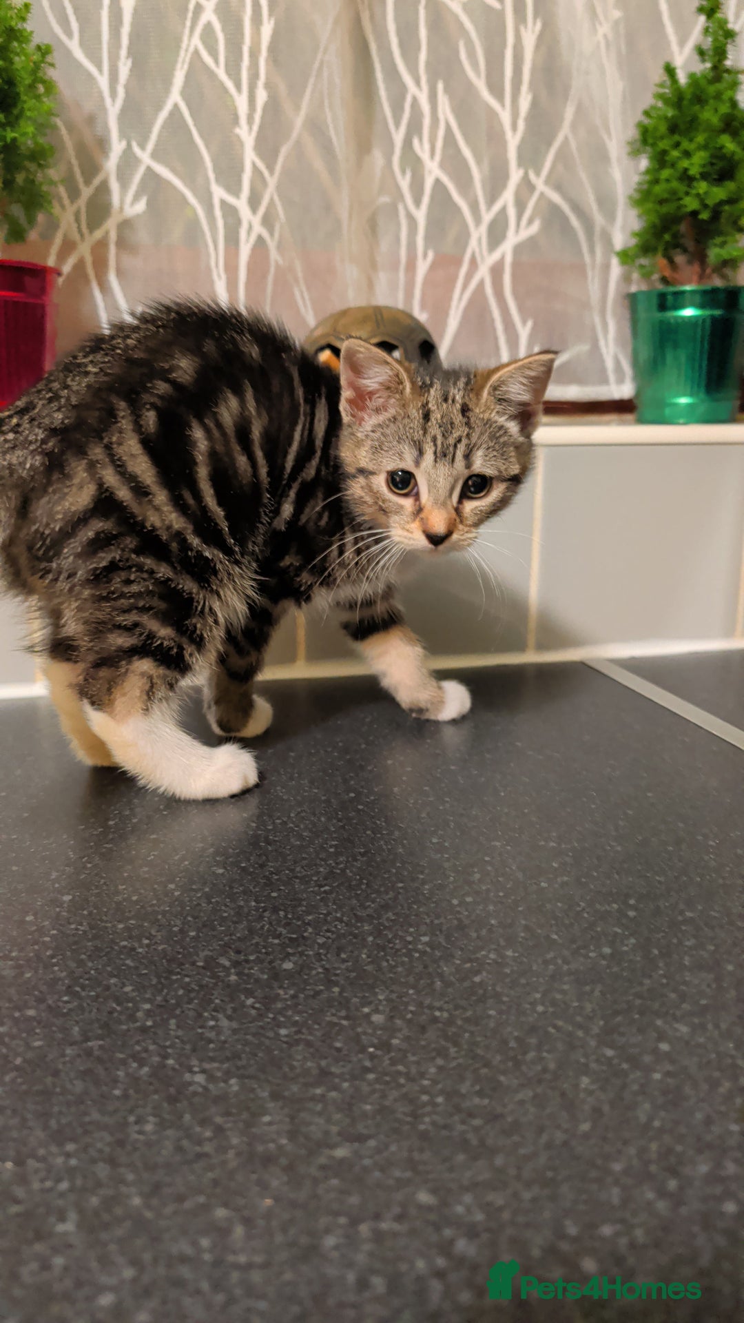 British Shorthair cats for sale: Tabby Kittens For Sale - 18th November! - Advert 7