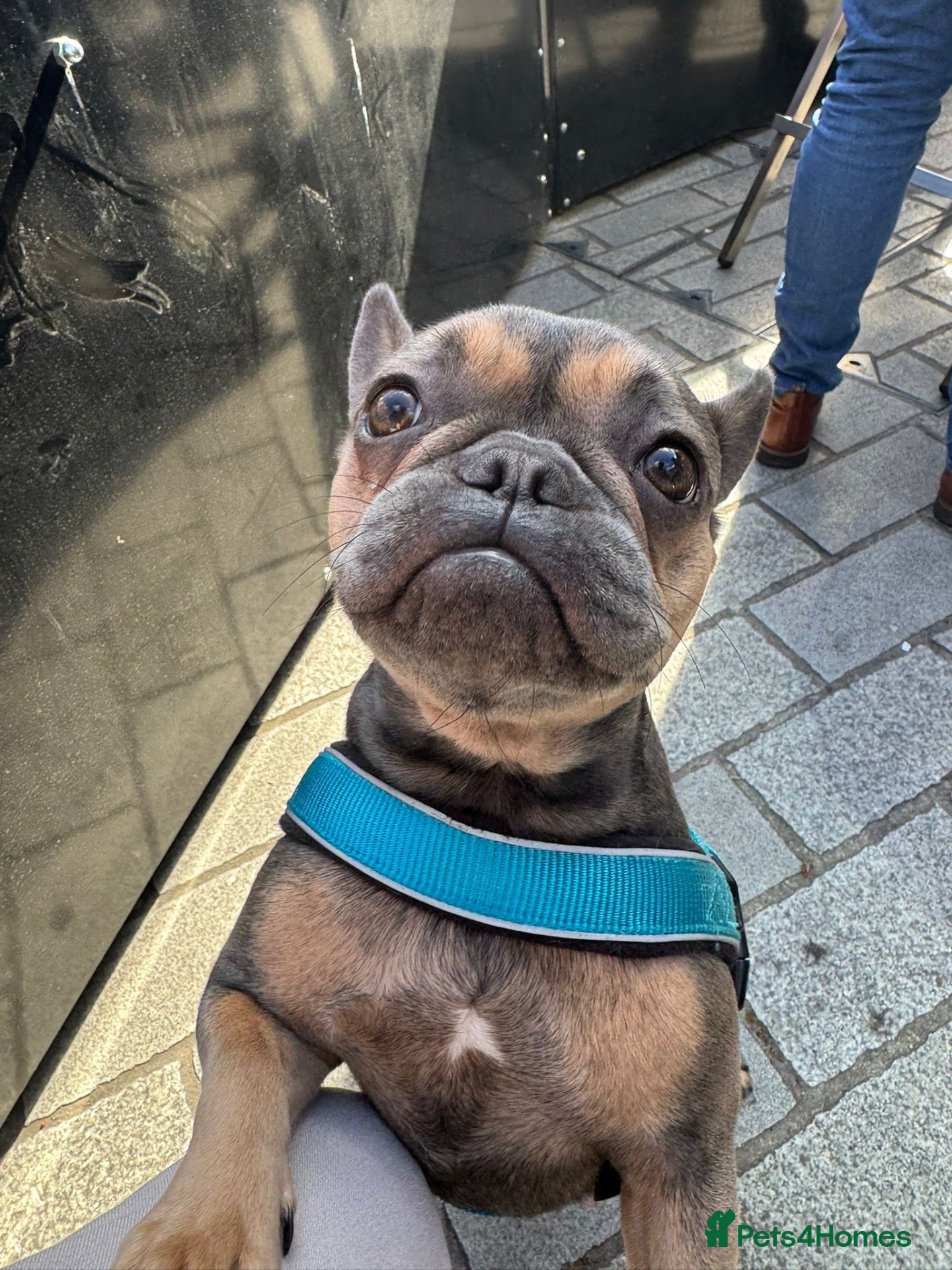 French Bulldog dogs  Beautiful French Bulldog (Daisy) ❤️ - Advert 2