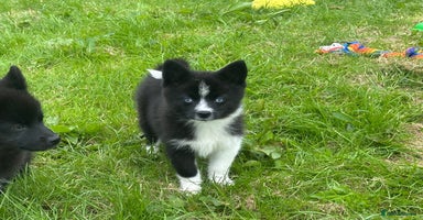 Pomsky dogs - Advert 6