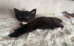 Mixed Breed cats for sale: 3 sweet kittens ready 27th Sep - Image 12