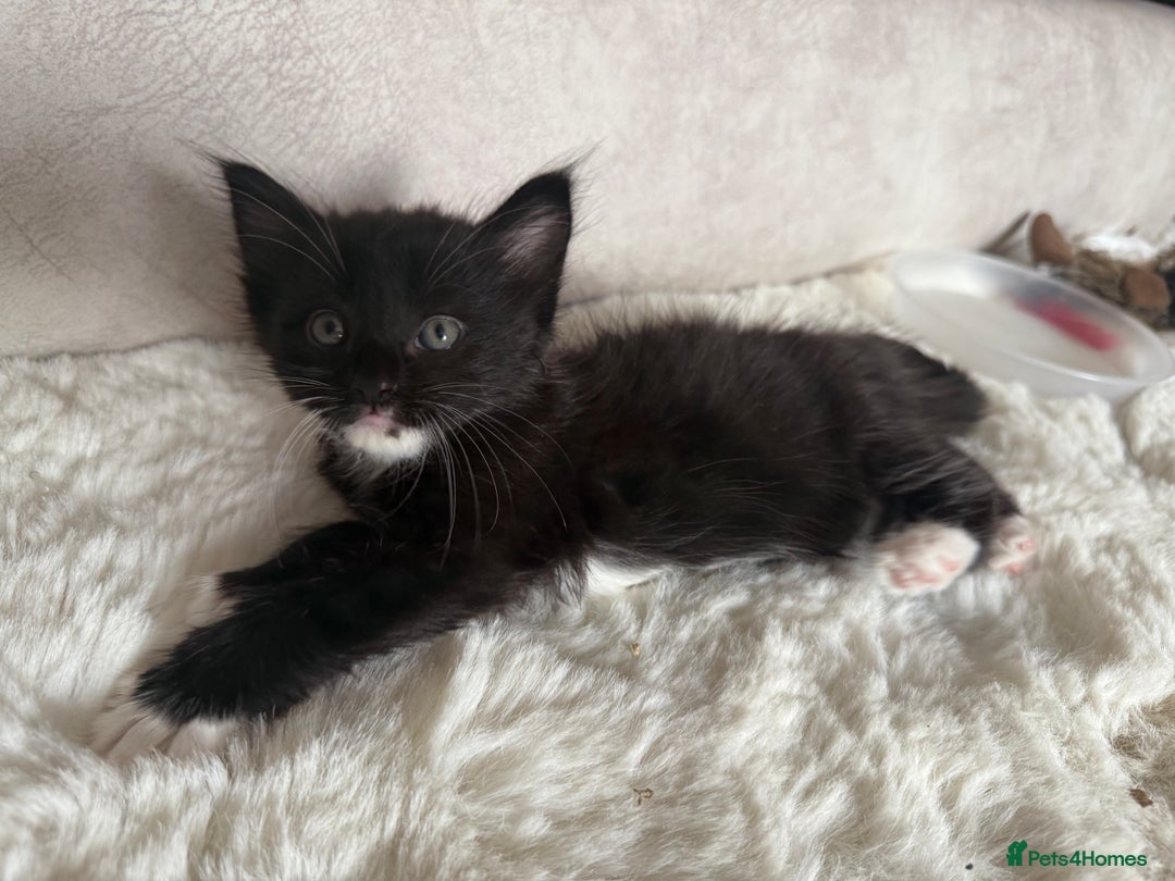 Mixed Breed cats for sale: 3 sweet kittens ready 27th Sep - Image 12