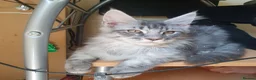 Maine Coon cats for sale: 🐾Beautiful TICA Registered Kittens🐾 - Advert 7