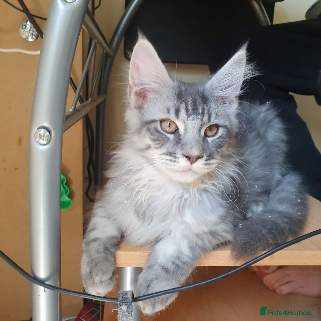 Maine Coon cats for sale: 🐾Beautiful TICA Registered Kittens🐾 - Advert 7