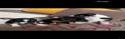 Jack Russell dogs for sale: Beautiful litter of 6 puppies  - Advert 12