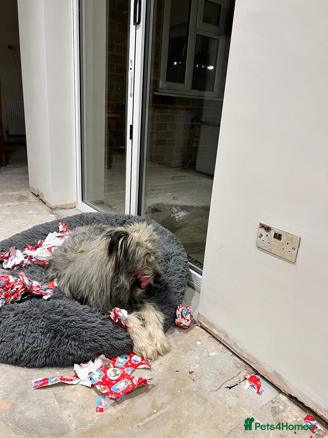 Mixed Breed dogs for adoption: 💙🐶 TEDDI - A Soft 1 year old boy💙🐶  - Advert 5