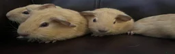 Guinea Pig rodents for sale: Baby guineas ready from 21/7/2026 - Advert 3
