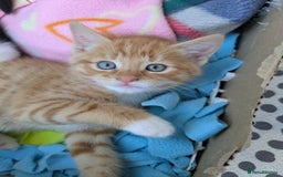 Mixed Breed cats for sale: Half ragdoll kittens for sale - Image 1