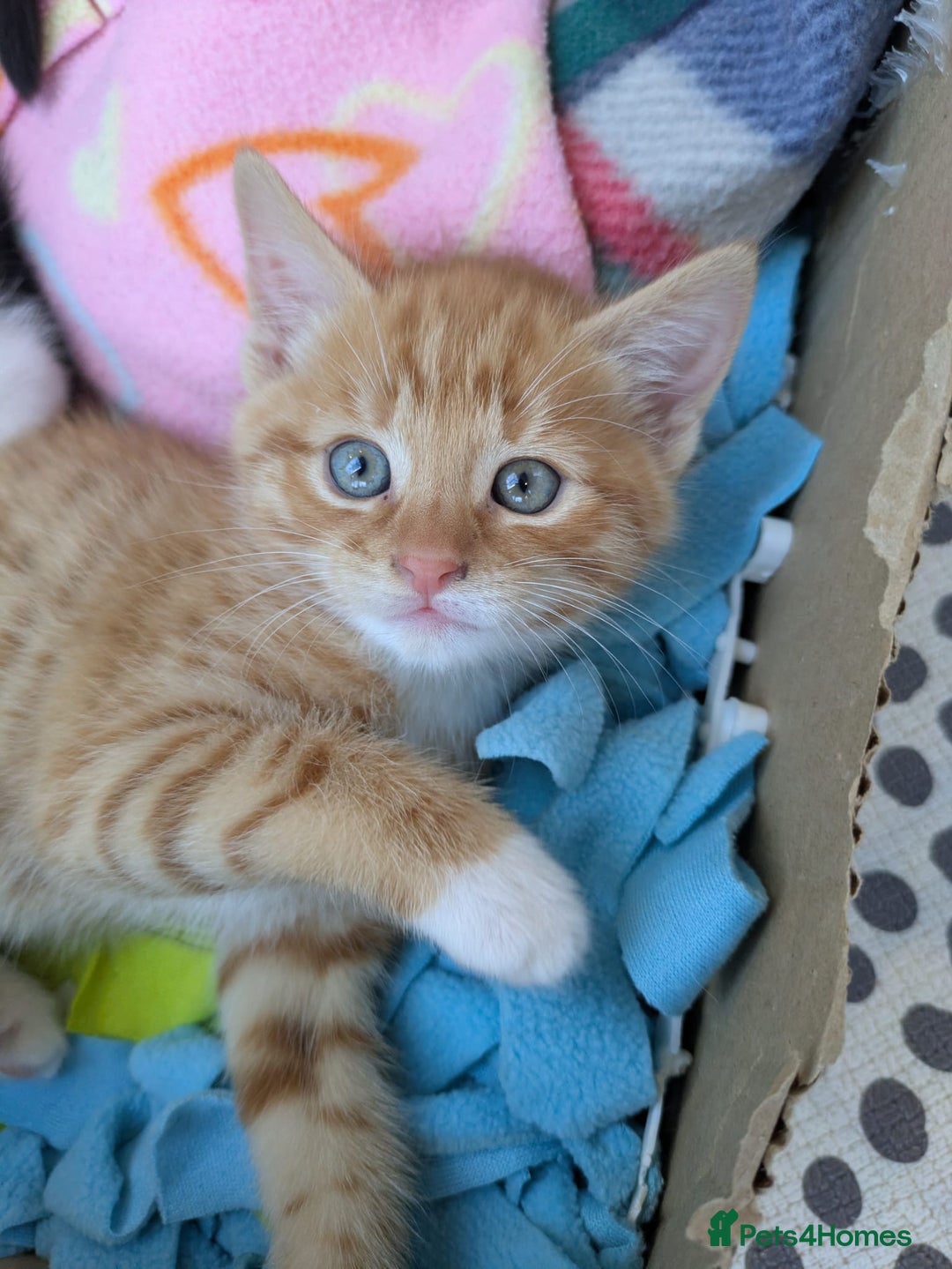 Mixed Breed cats for sale: Half ragdoll kittens for sale - Image 1