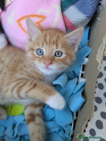 Mixed Breed cats - Advert 1