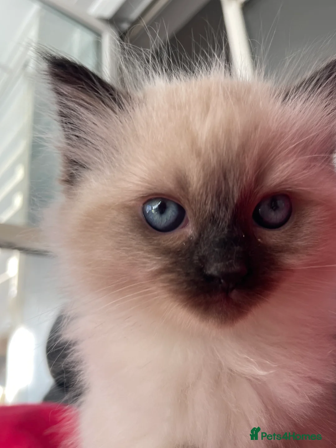 Ragdoll cats for sale: Three beautiful baby boy ragdoll’s - Advert 2