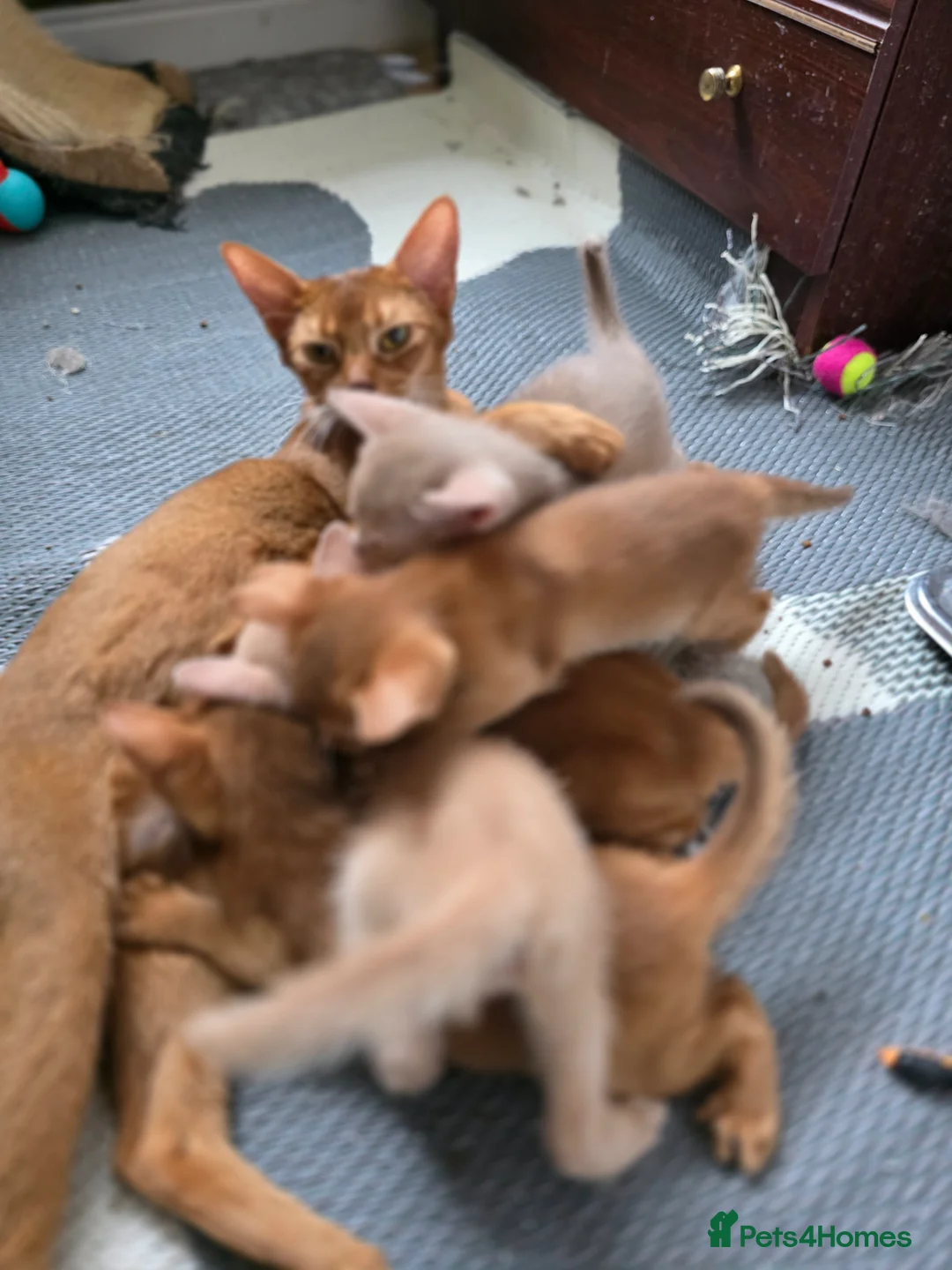 Abyssinian cats for sale: Beautiful Aby kitten  - Advert 2