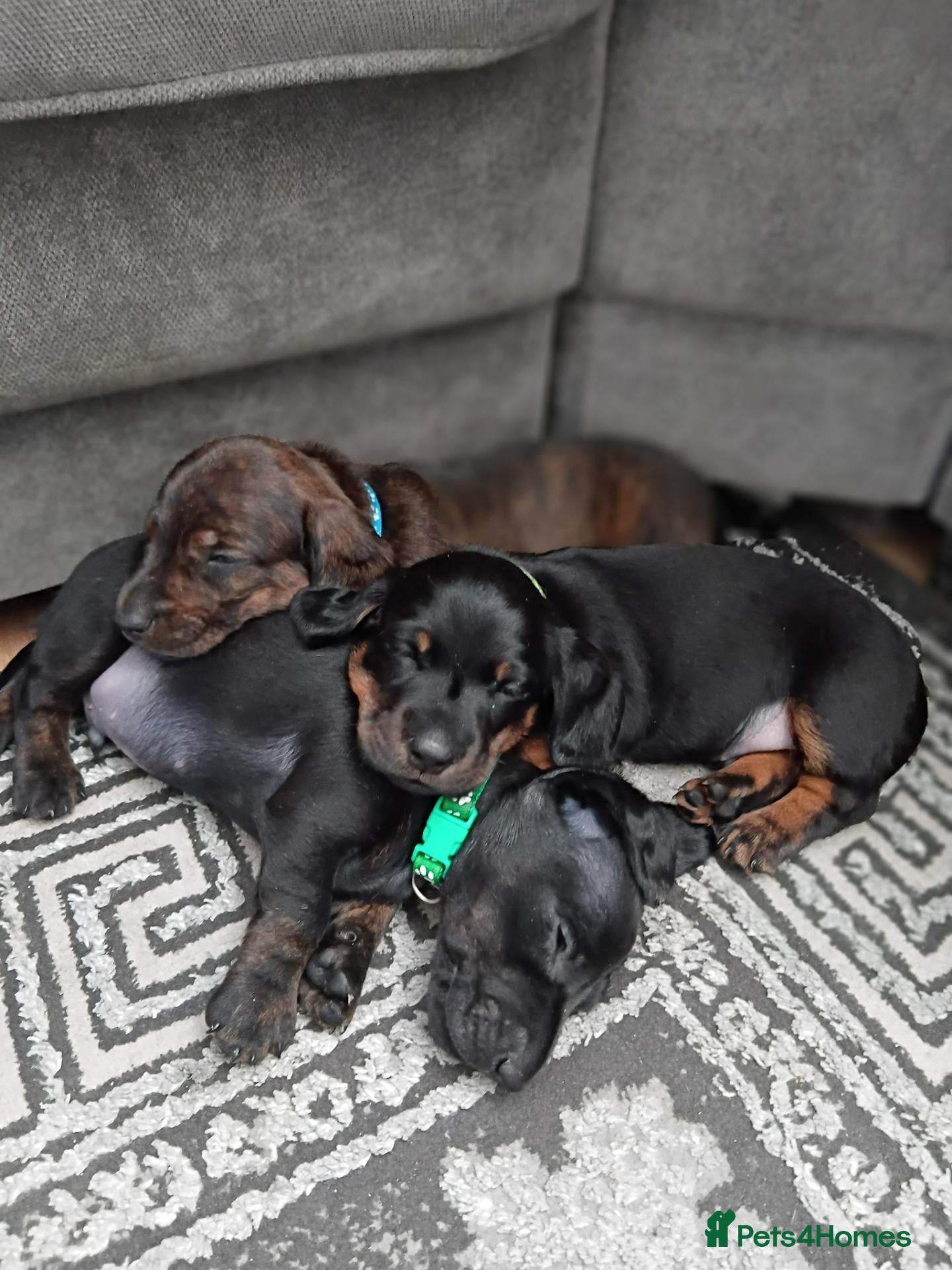 Miniature Dachshund dogs MINI DACHSHUND PUPS. PRA CLEAR.  - Advert 16