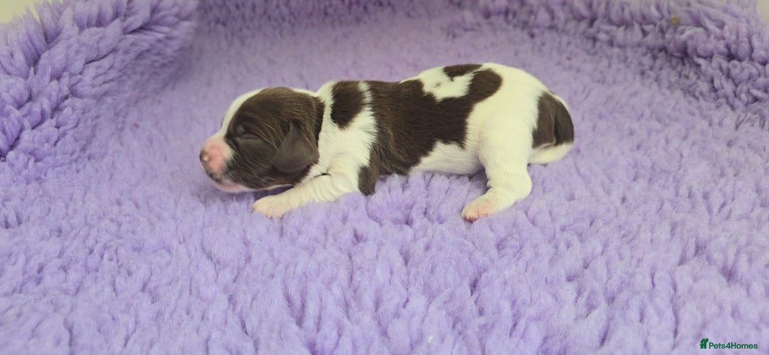 English Springer Spaniel dogs for sale: KC clear DNA vax vetted Springer Pups - Image 8