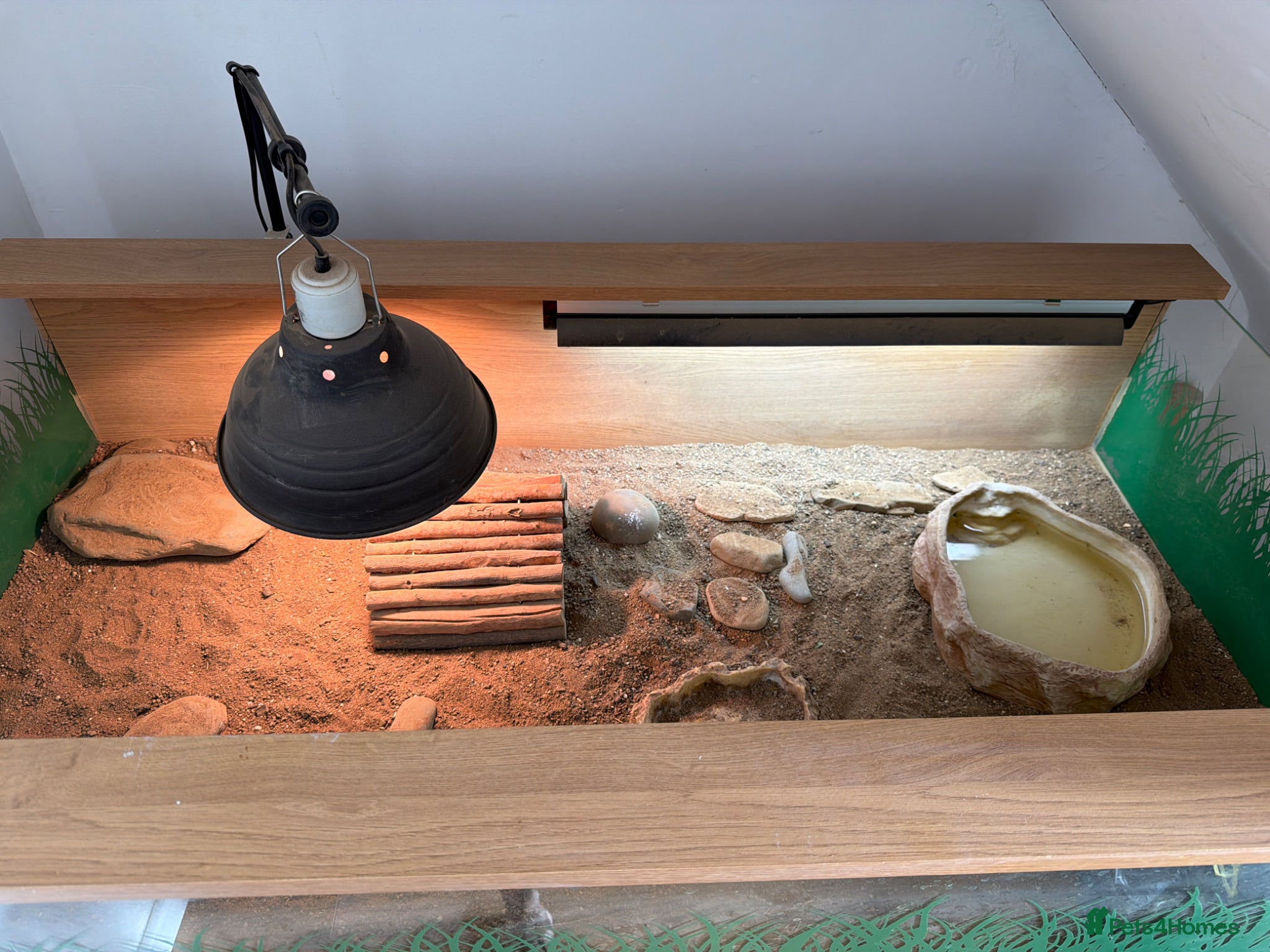 Tortoise reptiles Tortoise - Advert 2