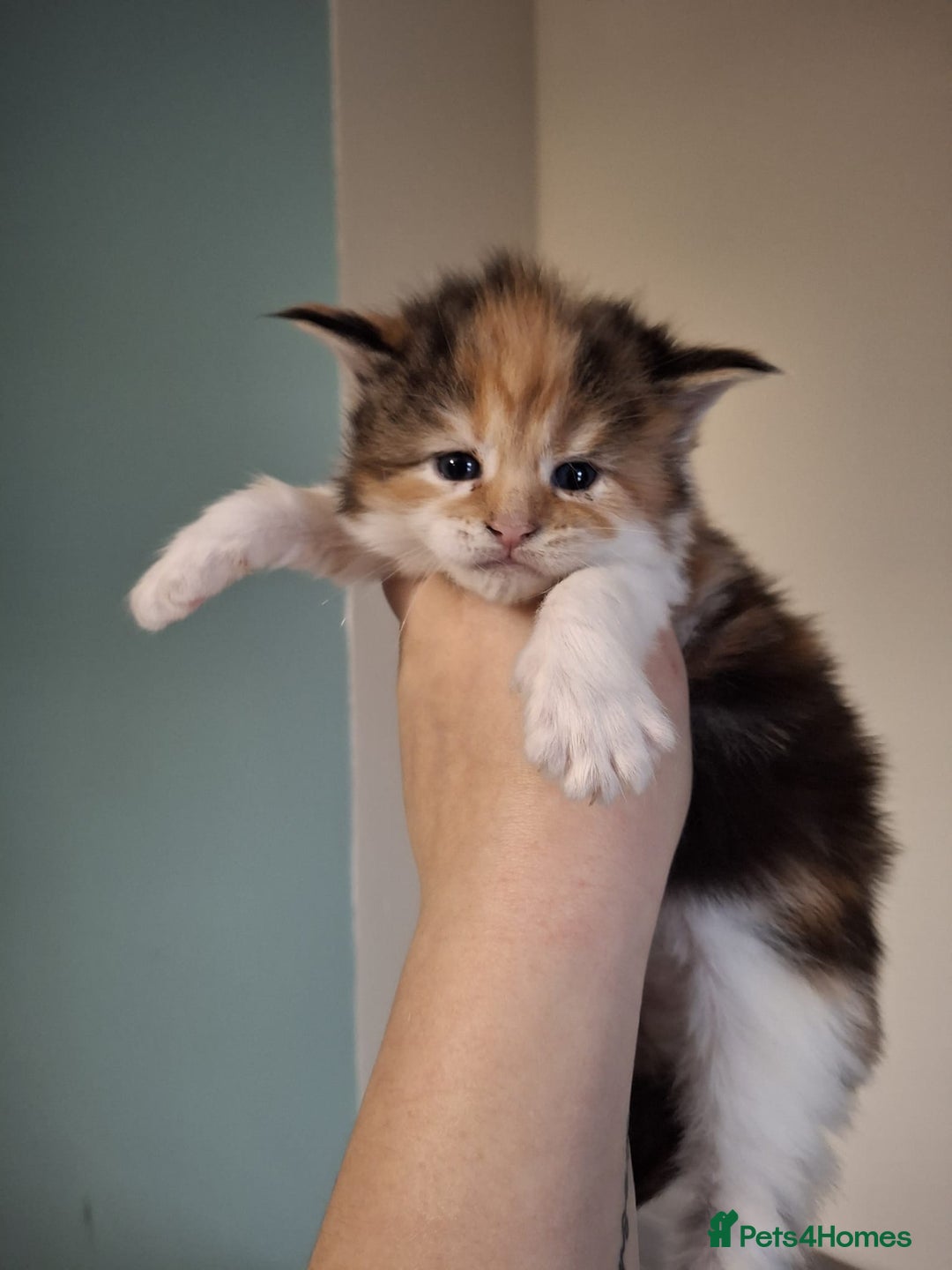 Maine Coon cats for sale: Beautiful Maine Coon Kittens  - Advert 4