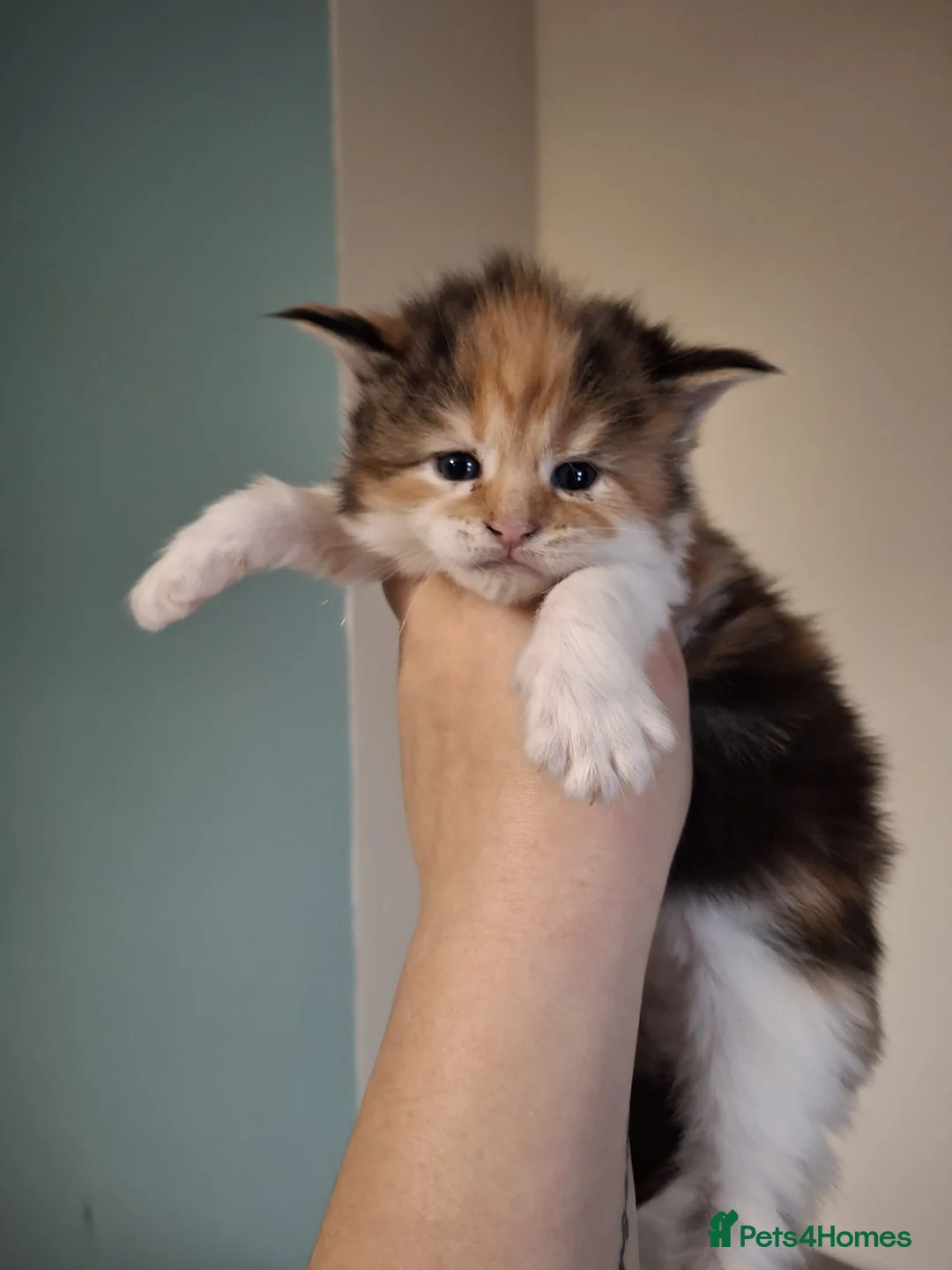 Maine Coon cats for sale: Beautiful Maine Coon Kittens  - Advert 4