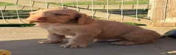Hungarian Vizsla dogs for sale: Wire Haired Vizsla in Liss - Advert 1