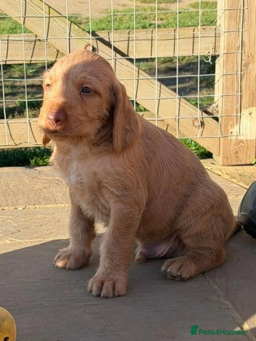 Hungarian Vizsla dogs for sale: Wire Haired Vizsla in Liss - Advert 1
