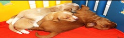 Cockerdor dogs for sale: Lovely Cockerdor puppies for sale  - Advert 4