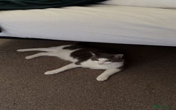 Domestic Shorthair cats for sale: Gorgeous boy for rehoming - Image 3