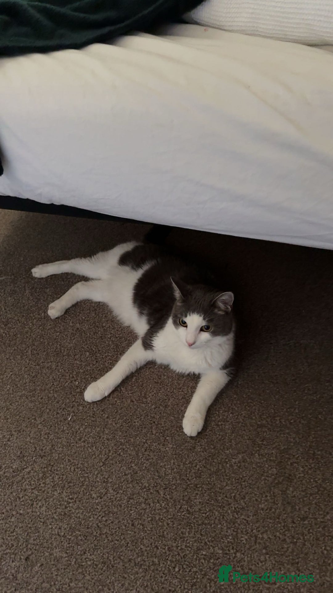 Domestic Shorthair cats for sale: Gorgeous boy for rehoming - Image 3