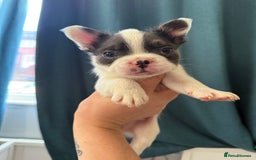 French Bulldog dogs for sale: Fluffy French Bulldogs 4 boys left  - Image 20