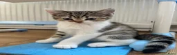 British Shorthair cats for sale: Reduced! Last British Shorthair tabby boy 😻 - Advert 21