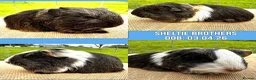 Guinea Pig rodents for sale: Sheltie Pair - Brothers  - Advert 1