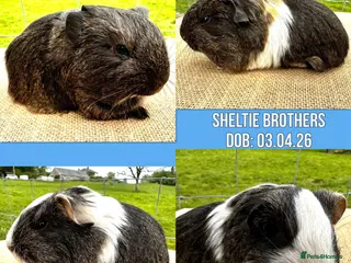 Guinea Pig rodents for sale: Sheltie Pair - Brothers - Advert 1