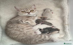 Scottish Fold cats for sale: Scottish Fold kittens  - Image 13
