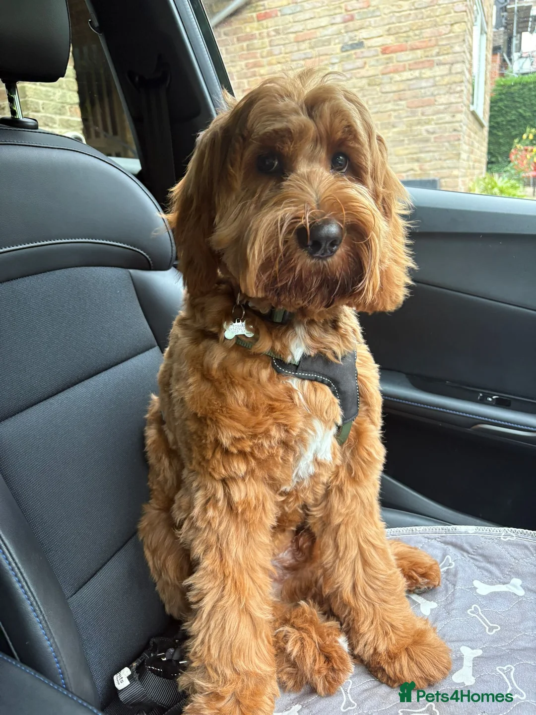 Goldendoodle dogs for sale: WAITING LIST- Australian Labradoodle RED&White TUX - Advert 26