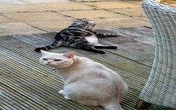 Domestic Shorthair cats for sale: Red Silver Domestic Shorthair - Image 2