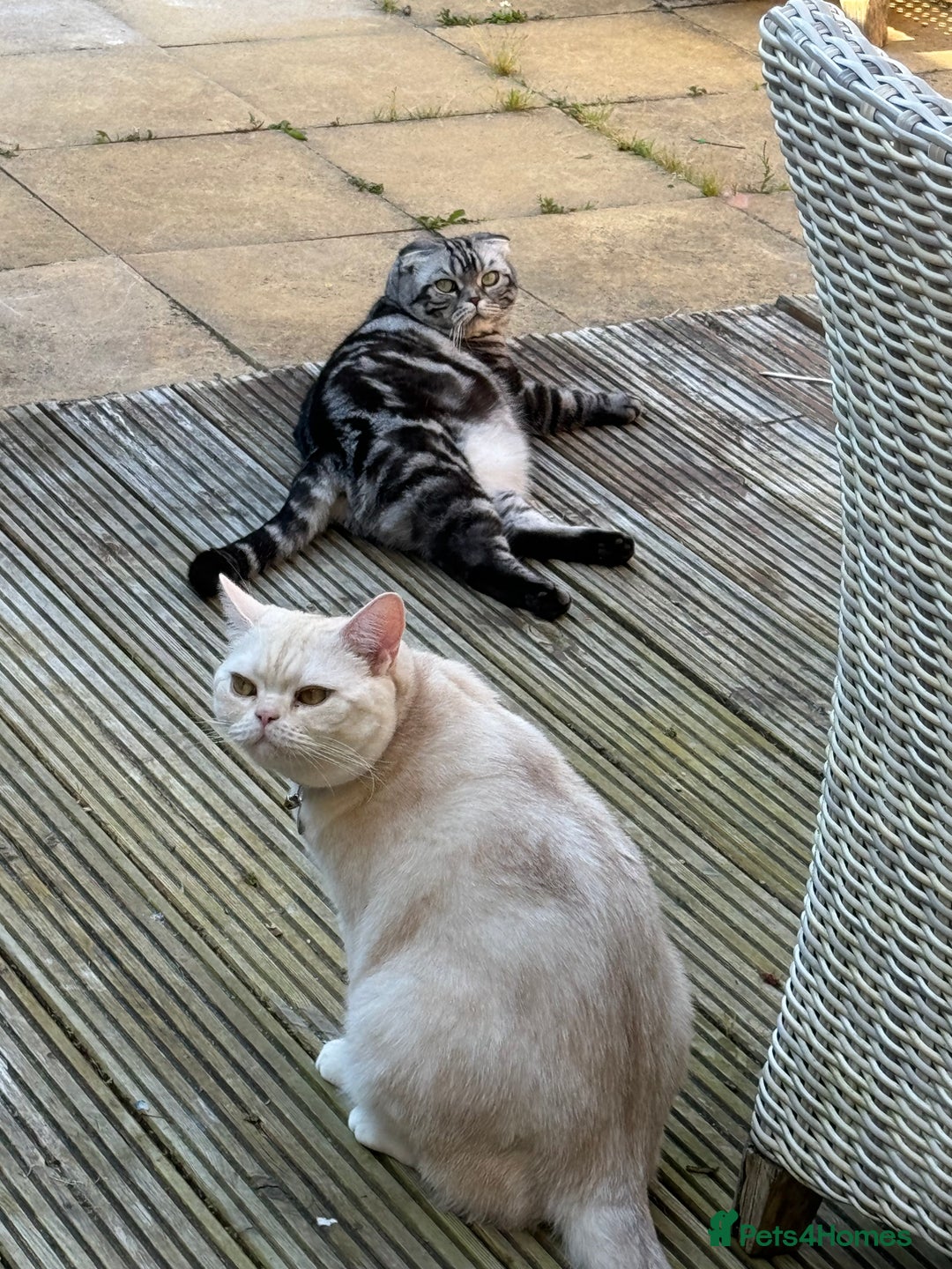 Domestic Shorthair cats for sale: Red Silver Domestic Shorthair - Image 2